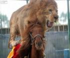 Aslan ve at onların sirk performanslarını yapıyor